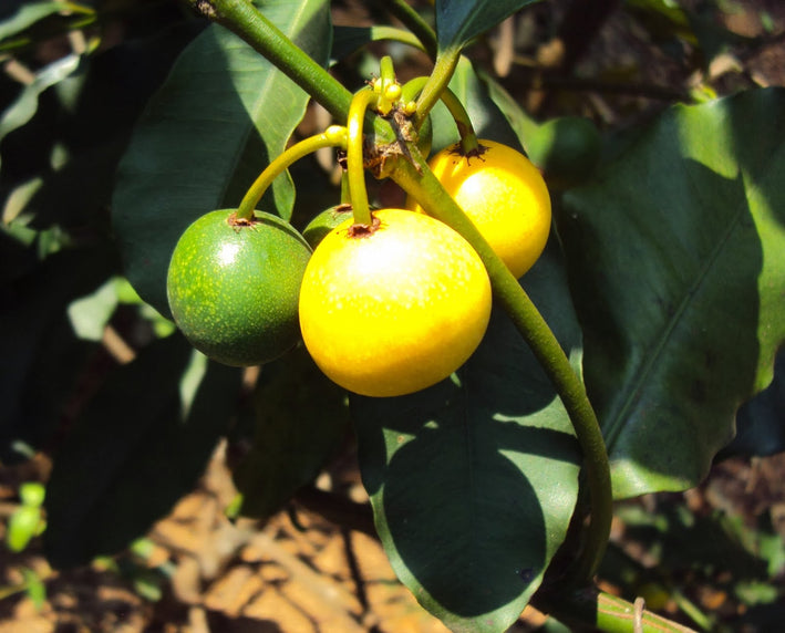 Baraba - Garcinia intermedia Fruit Plant