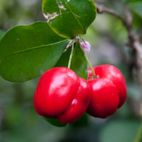Barbados Cherry - Malpighia emarginata Fruit Plant