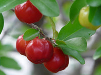 Barbados Cherry - Malpighia emarginata Fruit Plant