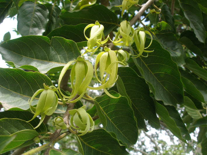 Langi Langi - Cananga odorata Ylang Ylang Flower Plant