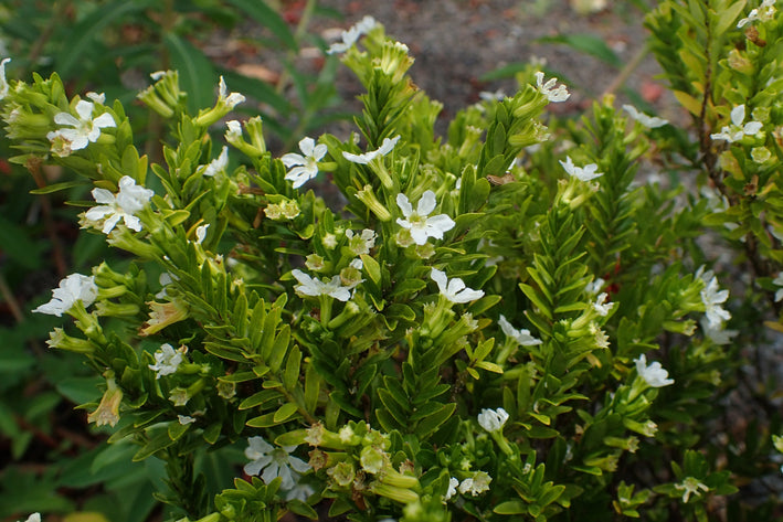 White Cuphea Flower Plant