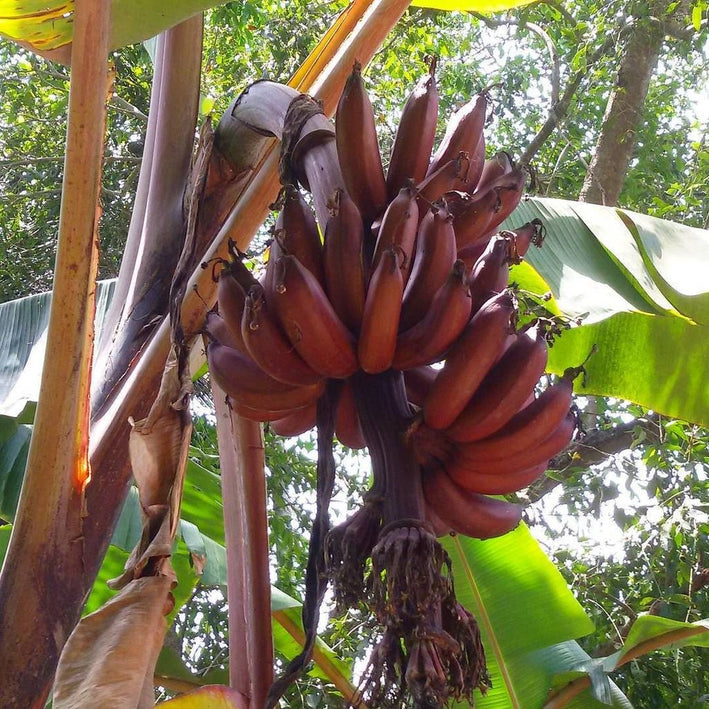 Red Banana - Musa acuminata 'Red Dacca'  Fruit Plant