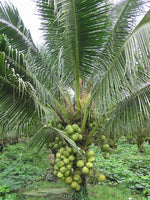 Hybrid Dwarf Coconut - D x T  Plant