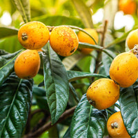 Loquat - Eriobotrya japonica Fruit Plant