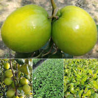 Apple Ber - Green Exotic Fruit Plant