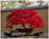 Maple " Dark Red Maple  " Exotic 10 Tree Seeds