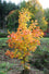 Maple " Yellow Sugar Maple  " Exotic 10 Tree Seeds