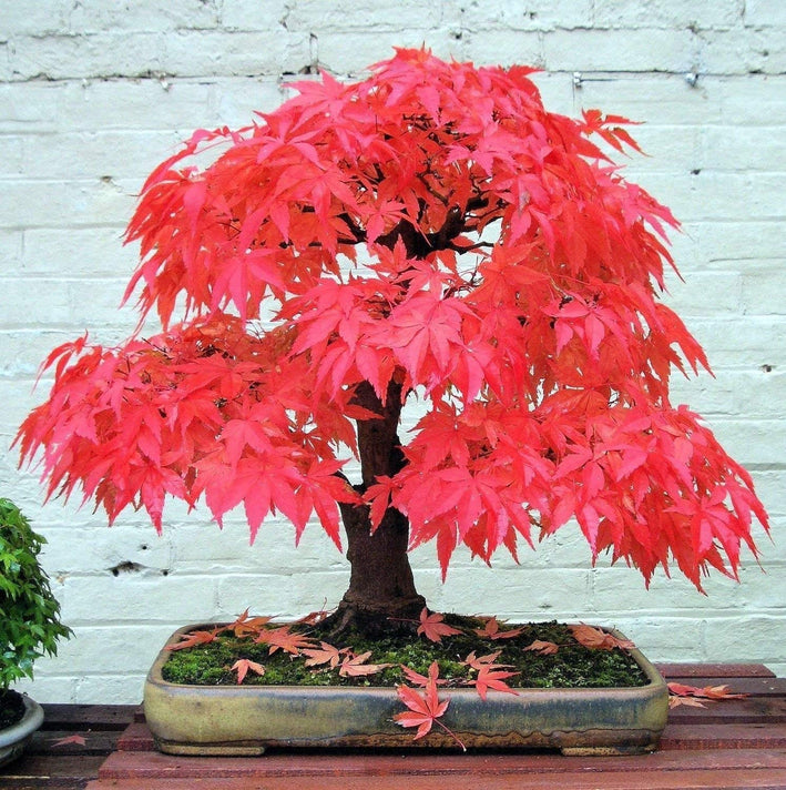 Maple " Red Maple  " Exotic 10 Tree Seeds