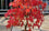Maple " Amur Maple  " Exotic 10 Tree Seeds
