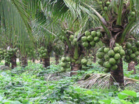 Hybrid Dwarf Coconut - Kalpasree Hybrid  Plant