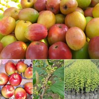 Apple Ber - Kashmir Exotic Fruit Plant