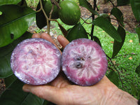 Milkfruit - Chrysophyllum cainito Fruit Plant