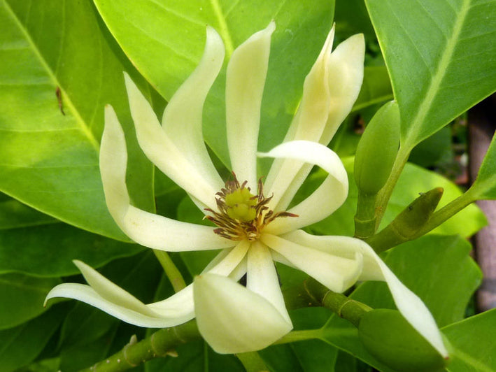 White Son Champa Flower Plant