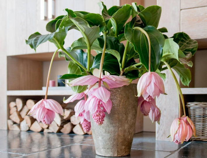Pink Medinilla - Medinilla magnifica Flower Plant