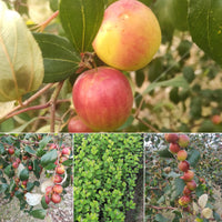 Apple Ber - Miss India Exotic Fruit Plant