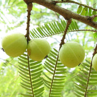 Indian Gooseberry - Phyllanthus emblica Fruit Plant