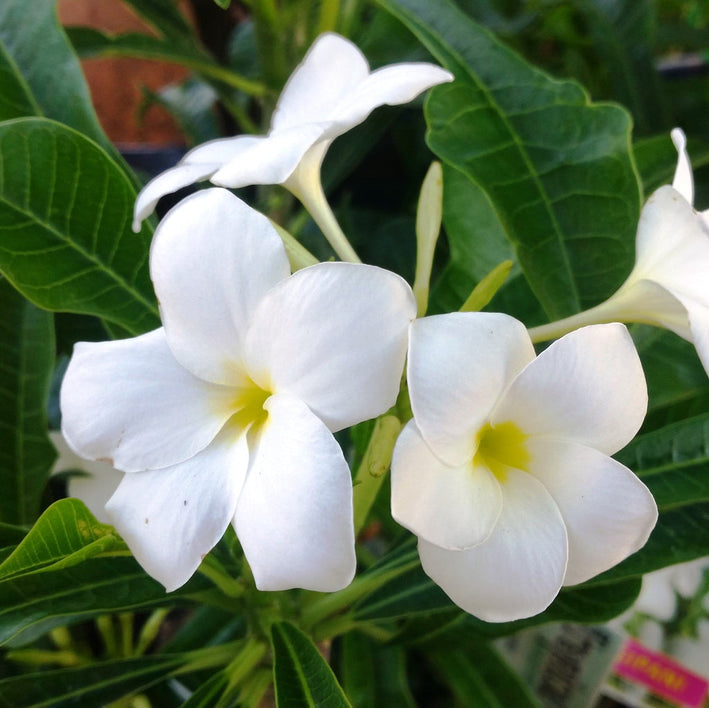 White Plumeria pudica Flower Plant