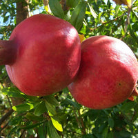 Pomegranate - Punica Granatum Fruit Plant