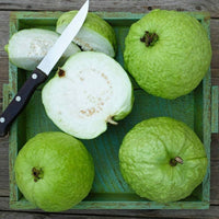 Hybrid Guava - Thai-5 Guava Exotic Fruit Plant