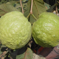 Hybrid Guava - Thai-7 Guava Exotic Fruit Plant