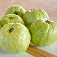 Hybrid Guava - Thai Super Guava Exotic Fruit Plant