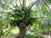 Hybrid Dwarf Coconut - T x D  Plant