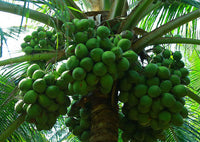 Hybrid Coconut - Wast Coast Tall  Plant
