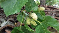 White Mulberry - Morus alba Fruit Plant