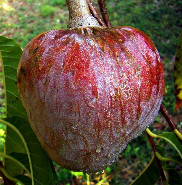 Custard Apple - Annona reticulata Fruit Plant