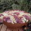 Alyssum " Aphrodite Mixed " Exotic 30 Flower Seeds