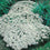 Alyssum " Snow Cloth " Exotic 30 Flower Seeds