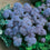 Ageratum " Blue Mink " Exotic 30 Flower Seeds