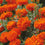 African Marigold " Orange  " Exotic 30 Flower Seeds