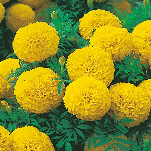 African Marigold " Sunspot Yellow  " Exotic 30 Flower Seeds