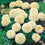 African Marigold " Vanilla  " Exotic 30 Flower Seeds