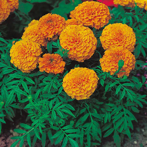 African Marigold " Sunspot Orange  " Exotic 30 Flower Seeds