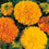 African Marigold " Crackerjack Mixed  " Exotic 30 Flower Seeds