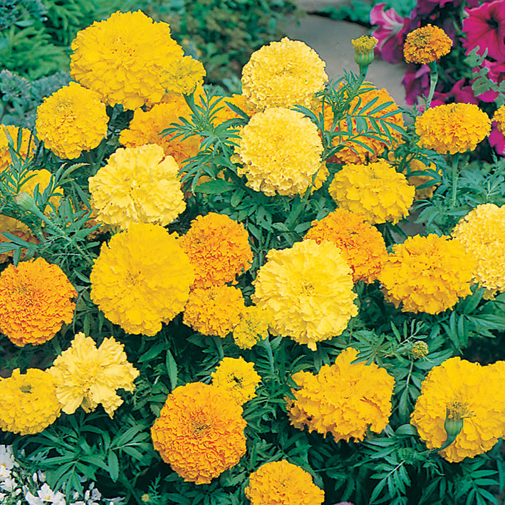 African Marigold " Double Mixed  " Exotic 30 Flower Seeds