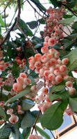 Rose Water Apple - Syzygium samarangense Fruit Plant