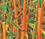 Bamboo " Red Fountain  " Exotic 40 Tree Seeds