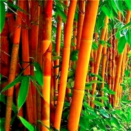 Bamboo " Golden Groove  " Exotic 40 Tree Seeds