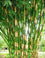 Bamboo " Striped  " Exotic 40 Tree Seeds
