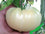 Tomato " Giant White  " Exotic 100 Vegetable Seeds