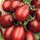Tomato " Black Pear  " Exotic 100 Vegetable Seeds