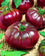 Tomato " Black Prince  " Exotic 100 Vegetable Seeds
