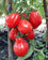 Tomato " Truffle Red  " Exotic 100 Vegetable Seeds