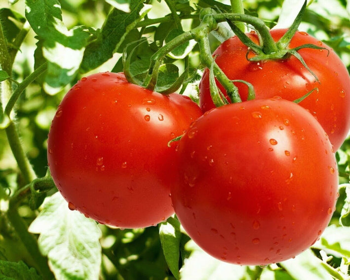 Tomato " Raspberry Red  " Exotic 100 Vegetable Seeds