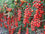 Tomato " Red Cherry  " Exotic 100 Vegetable Seeds