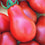 Tomato " Pink Pear  " Exotic 100 Vegetable Seeds