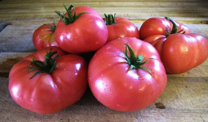 Tomato " Mikado Pink  " Exotic 100 Vegetable Seeds